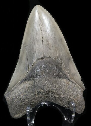 Serrated Megalodon Tooth - Georgia River Find #39908